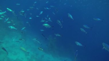 balıklar su altında filosu