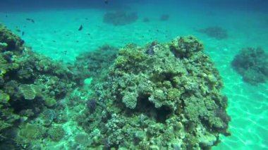 Mercan Denizi üzerinden Yüzme