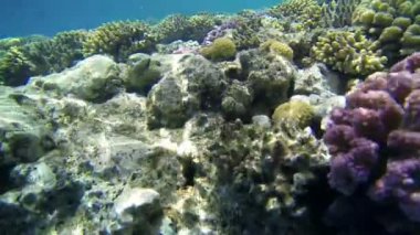 renkli mercan Sualtı çekim