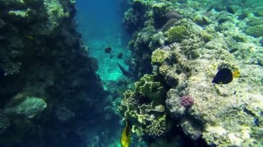 büyük deniz mercan balıklar etrafında yüzme ile