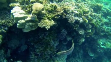 renkli balık ve mercan