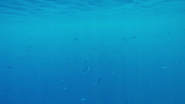 Vissen ver weg in de diepe blauwe zee — Stockvideo