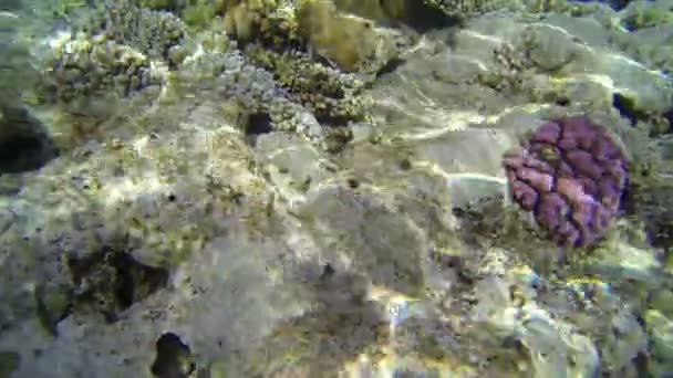 Огромные кораллы с жизнью в глубоком синем море — стоковое видео