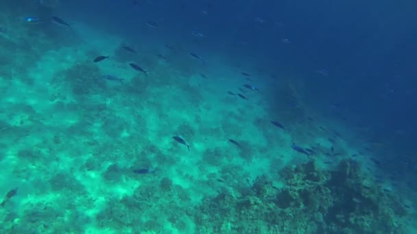 Küçük balıklar derin denizde Yüzme — Stok video