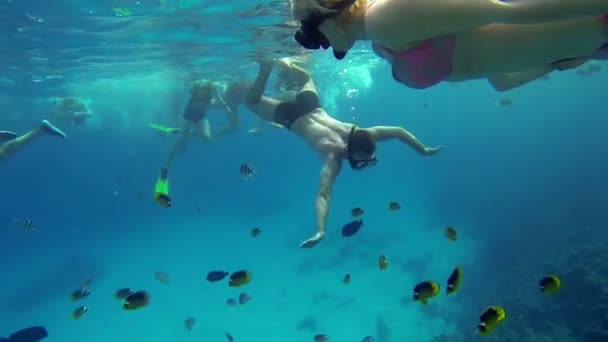 Fishes and people swimming next to each other — Stock Video