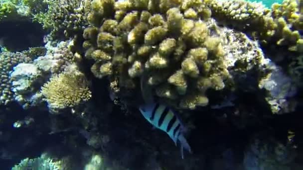 Fische unter Korallen, die sich vor der Sonne verstecken — Stockvideo