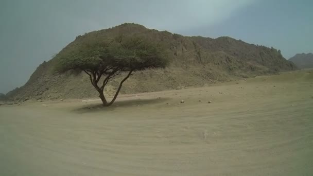 Árbol solitario en Egipto — Vídeos de Stock