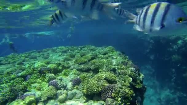 Рыба медленно плавает вокруг кораллов в море — стоковое видео
