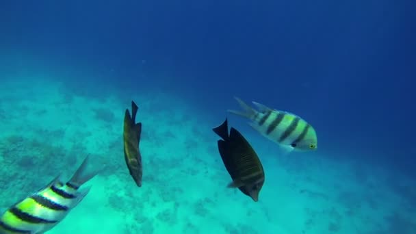 Nager parmi les poissons en mer — Video