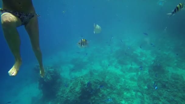 Underwater shot of sea life — Stock Video