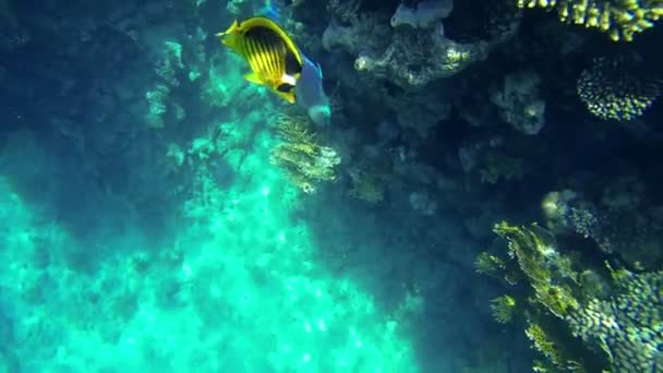 Fishes and corals in sea — Stock Video