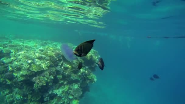 Quallen und Fische im Meer — Stockvideo