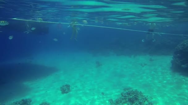 Touristic spot in Egypt sea with underwater animals — Stock Video