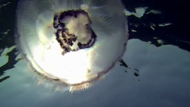 Méduses allant vers le soleil 