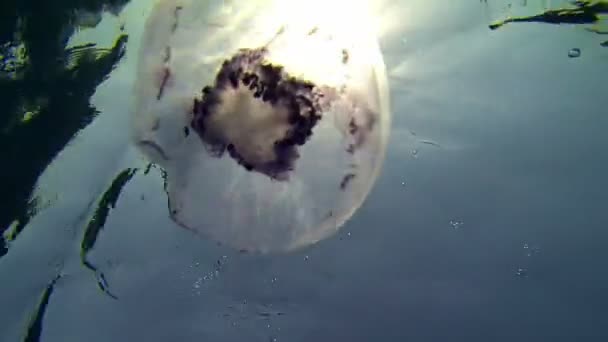 Kwallen blokkeren van de zon onderwater — Stockvideo