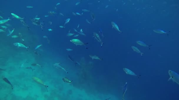 Vloot van onderwater vissen — Stockvideo