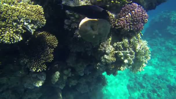 Fish cruising next to corals — Stock Video