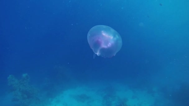 Медузи піднімаються у морській воді — стокове відео