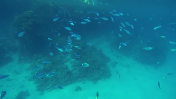 Pequenos peixes espalhados pelo mar — Vídeo de Stock
