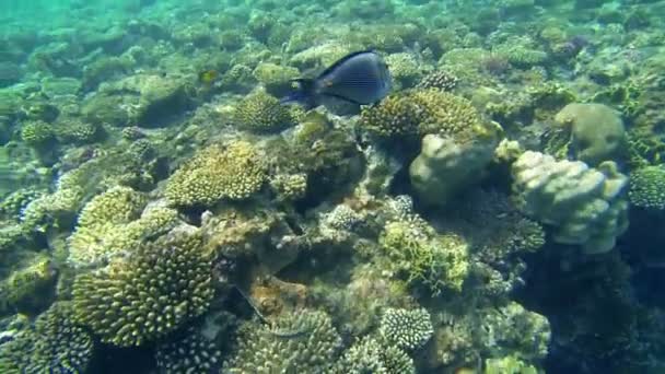 Kleurrijke vissen en koralen — Stockvideo