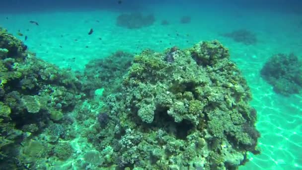 Nadar sobre os corais no mar — Vídeo de Stock