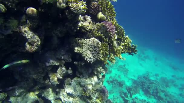 Enorme koralen in grote blauwe zee — Stockvideo