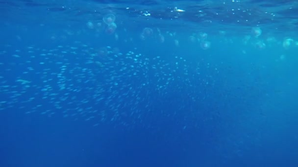 Flotta di piccoli pesci che si allontanano — Video Stock