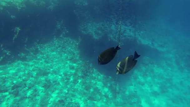 Deux poissons plats nageant dans la grande mer — Video