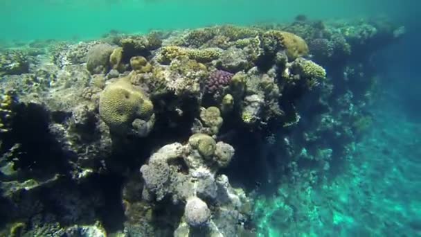 Nadar sobre os corais no mar — Vídeo de Stock