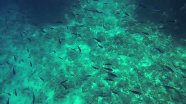 Small fishes swimming in deep sea — Stock Video
