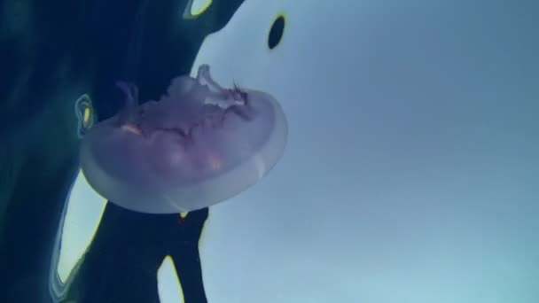 Denizde yalnız denizanası — Stok video