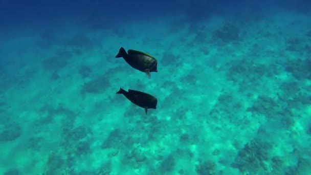 Two fishes going deep under sea — Stock Video