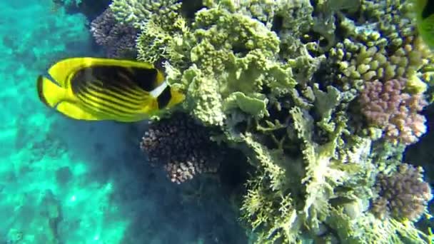 Riesige Korallen im Meer aus nächster Nähe — Stockvideo