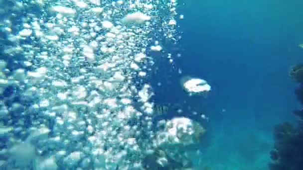 Bolle d'aria che scorrono sotto l'acqua di mare — Video Stock