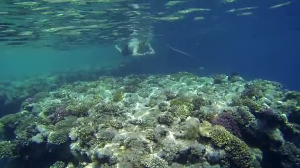 Menschen im klaren tiefblauen Meerwasser schwimmen — Stockvideo