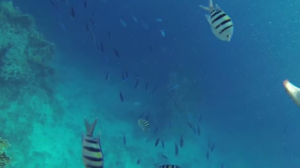 Fische schwimmen im tiefblauen Meer — Stockvideo