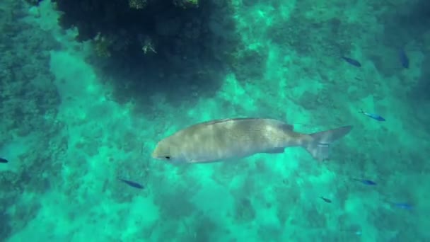 Grandes peces en el mar nadando alrededor — Vídeos de Stock