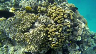 yukarıda Yüzme balık büyük mercan kaya