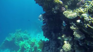 Balık yüzme fotoğraf makinesi