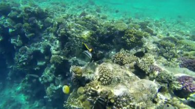 Mercan Denizi çevresinde yavaş yavaş Yüzme balık