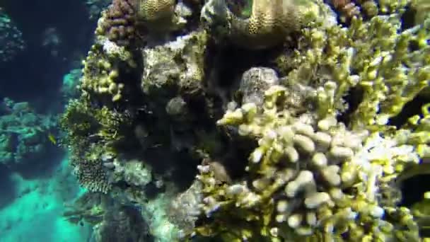 Ψάρια να τσεκάρει για να κάμερα και κολυμπά κάτω από τα κοράλλια — Αρχείο Βίντεο