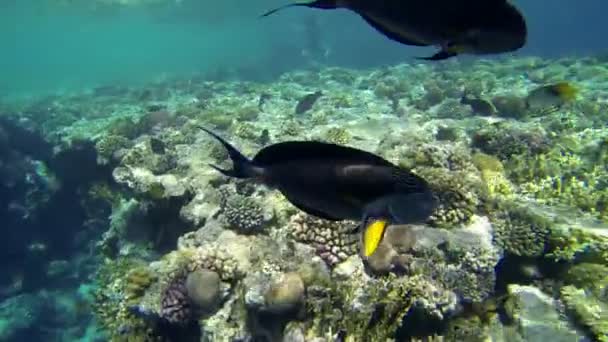 Twee vissen passerende in diepe blauwe zee — Stockvideo