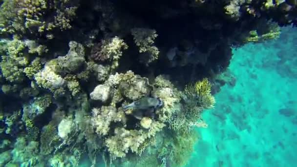 Ugly fish slowly swimming next to corals in sea — Stock Video