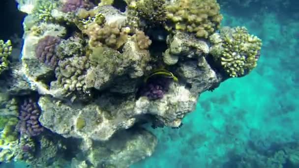 Corales de mar con peces y sol brillando — Vídeo de stock