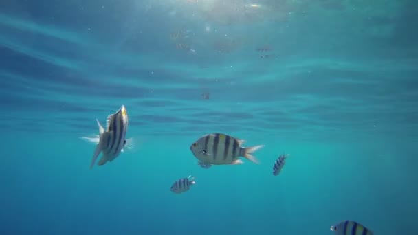 Poissons sous le niveau bleu de la mer — Video