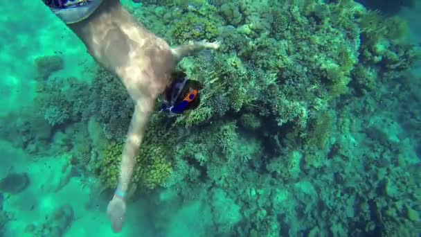 Jeune homme avec équipement de plongée plongeant en mer — Video