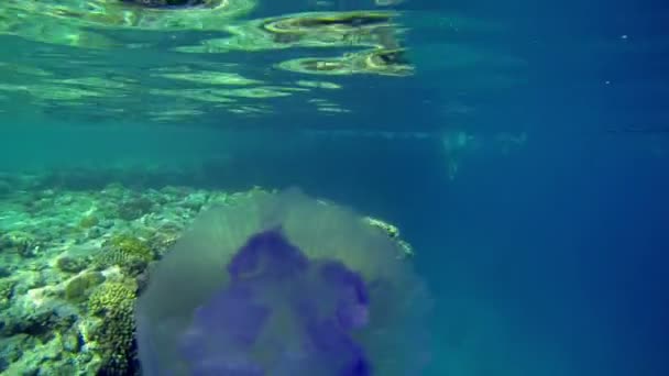 Медузы плавают перед объективом — стоковое видео