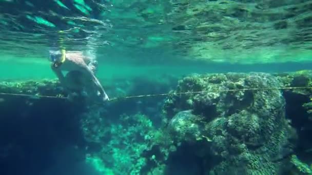 Les gens avec des masques nageant au-dessus des coraux en mer — Video