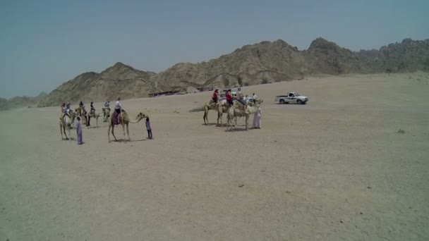 Turistas viajando com camelos no Egito — Vídeo de Stock
