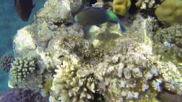 Peces alrededor de los corales en el mar azul — Vídeos de Stock